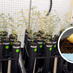 La agricultura espacial avanza: científicos logran cultivar garbanzos en suelo lunar simulado | Ciencia y Tecnología