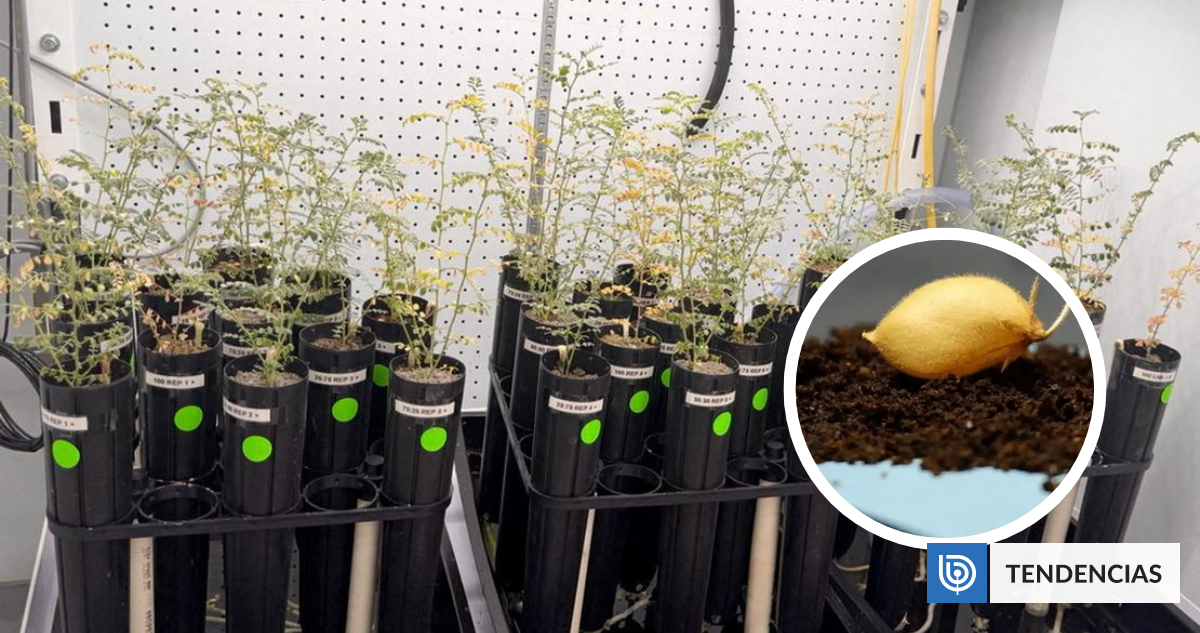 La agricultura espacial avanza: científicos logran cultivar garbanzos en suelo lunar simulado | Ciencia y Tecnología