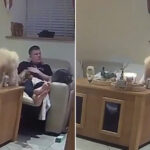 VIDEO: Perro se prende fuego con una vela días antes de asistir a una exposición