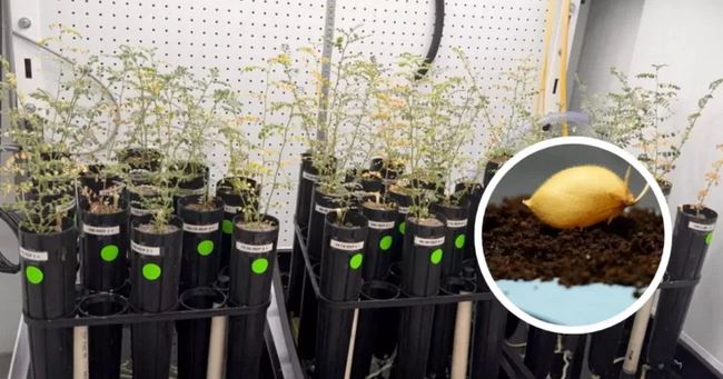 La agricultura espacial avanza: científicos logran cultivar garbanzos en suelo lunar simulado