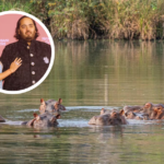 Hijo de multimillonario indio ofrece su ayuda para salvar a los hipopótamos de Pablo Escobar | Sociedad