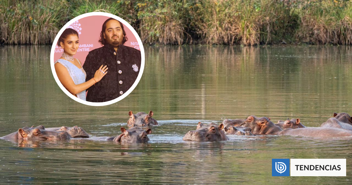Hijo de multimillonario indio ofrece su ayuda para salvar a los hipopótamos de Pablo Escobar | Sociedad