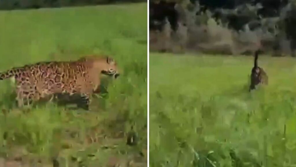 VIDEO: Agricultor es 'escoltado' por un enorme jaguar en su cultivo