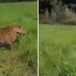 VIDEO: Agricultor es 'escoltado' por un enorme jaguar en su cultivo