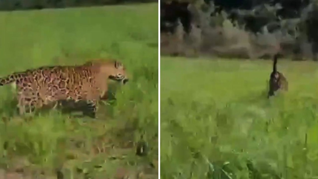 VIDEO: Agricultor es 'escoltado' por un enorme jaguar en su cultivo