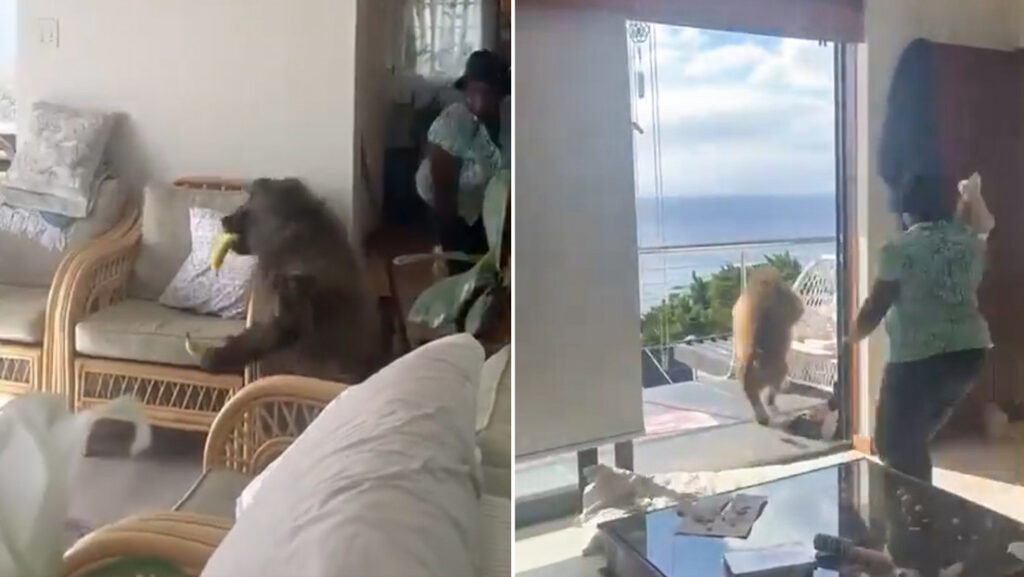 VIDEO: Babuino 'asalta' una casa para robar fruta y pasa esto