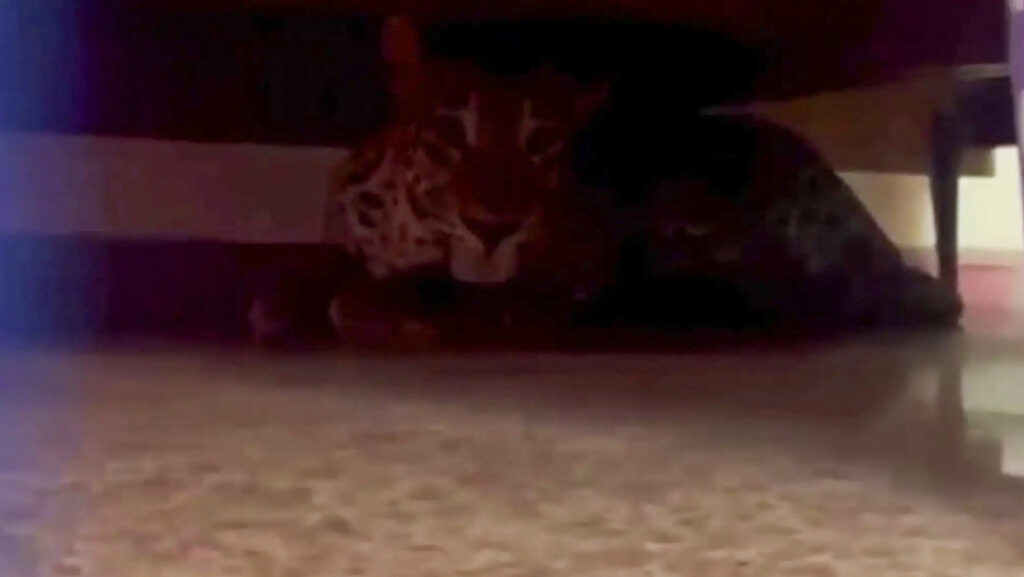 VIDEO: Pasa horas en la cama sin percatarse del peligro mortal que acechaba debajo