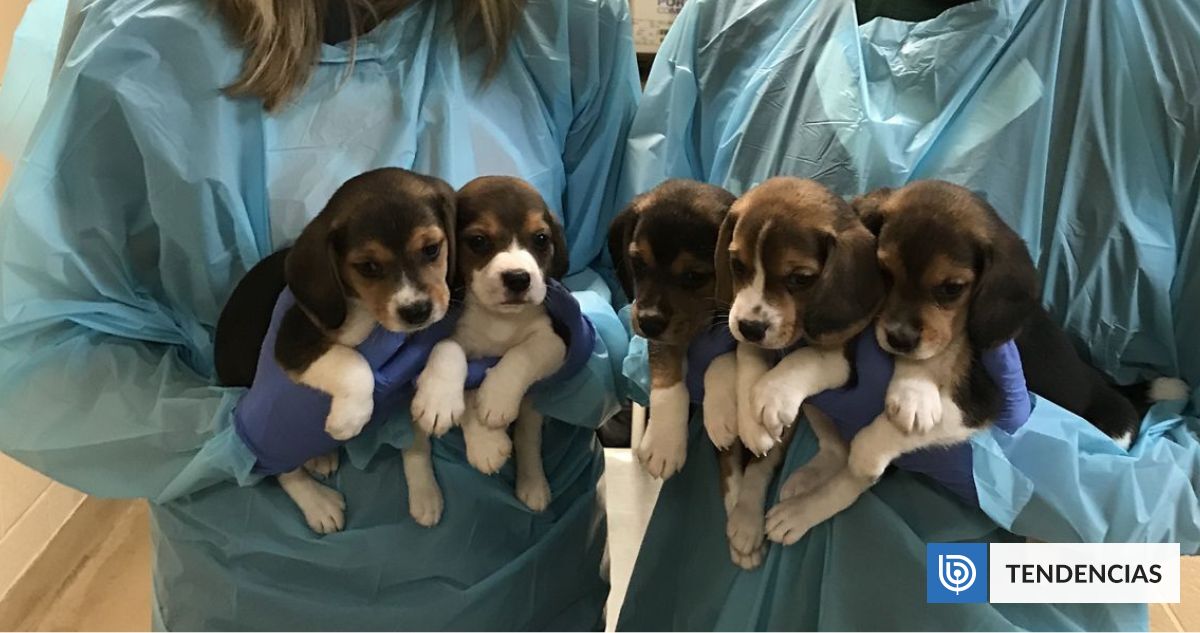 Cerca de 1.500 perritos beagles criados y usados para experimentos científicos son liberados en EEUU | Sociedad