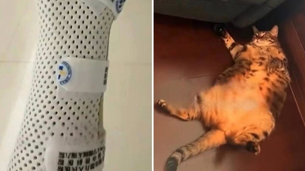 Gato le rompe la muñeca a su dueña mientras dormía (VIDEO)