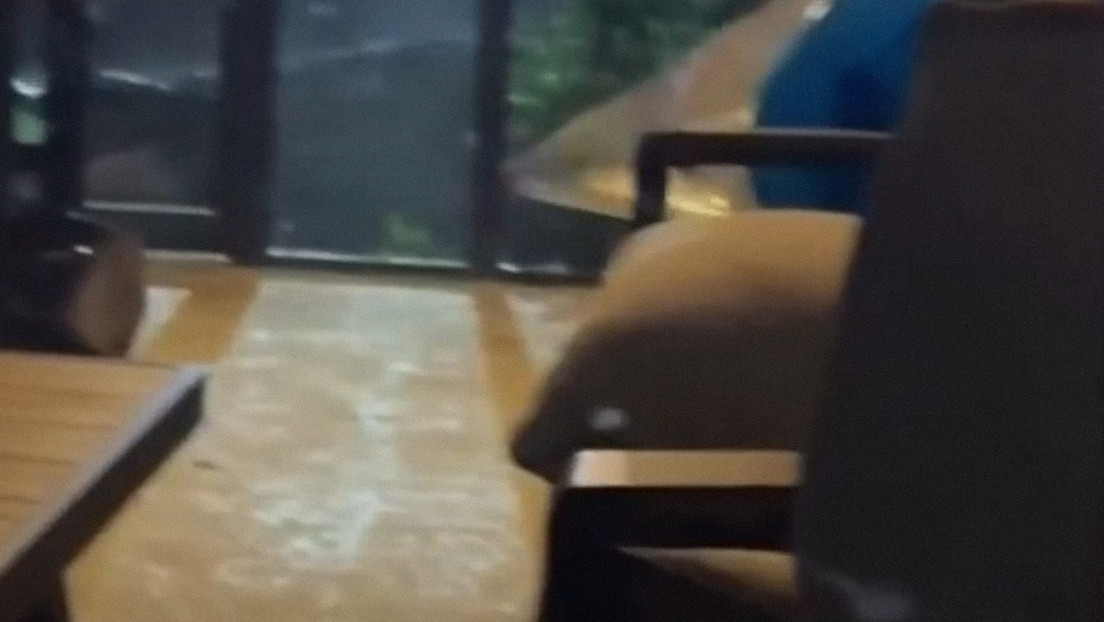 Un 'intruso' en casa resulta ser algo mucho más impactante (VIDEO)