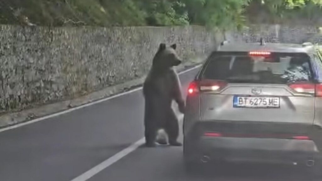 VIDEO: Quiso alimentar a una osa salvaje desde su coche y casi pierde el brazo