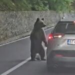 VIDEO: Quiso alimentar a una osa salvaje desde su coche y casi pierde el brazo