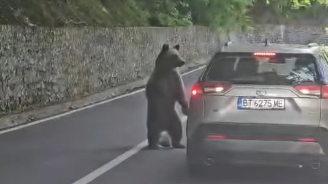 VIDEO: Quiso alimentar a una osa salvaje desde su coche y casi pierde el brazo