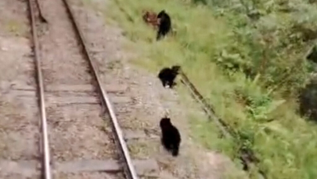 VIDEO: Un viaje en tren a Machu Picchu es interrumpido por una familia de osos