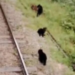 VIDEO: Un viaje en tren a Machu Picchu es interrumpido por una familia de osos