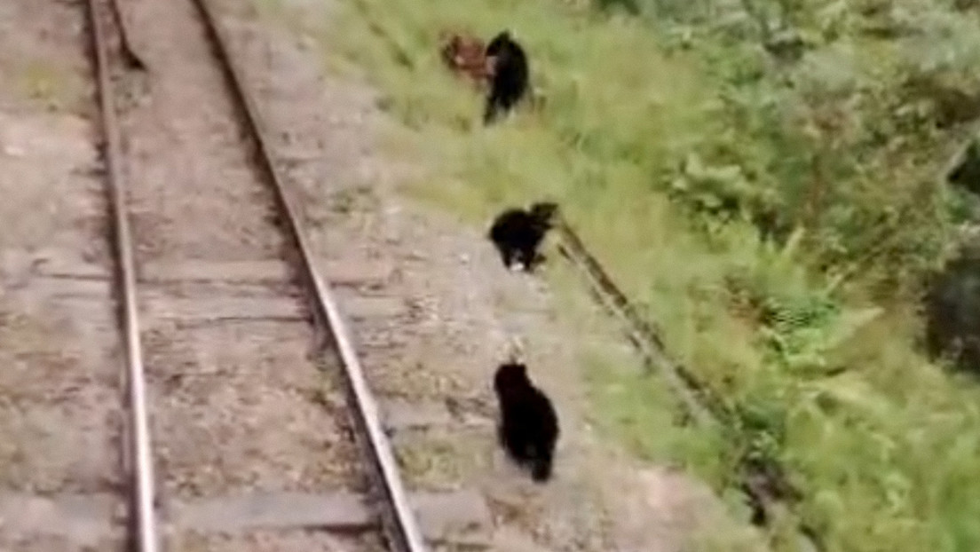 VIDEO: Un viaje en tren a Machu Picchu es interrumpido por una familia de osos