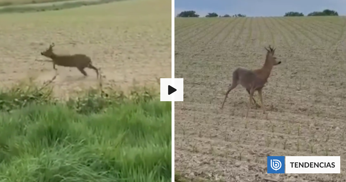 VIDEO | ¿Estaba borracho? Reportan extraño comportamiento de ciervo en campo de Francia | Sociedad