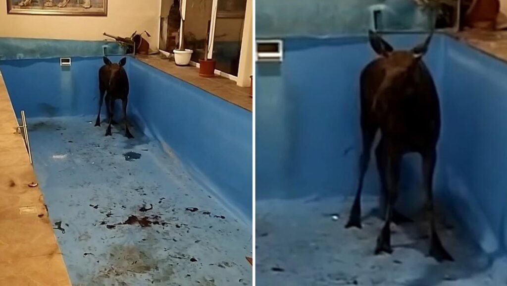 Visita inesperada: un alce destroza un ventanal y termina en la piscina de una vivienda (VIDEO)