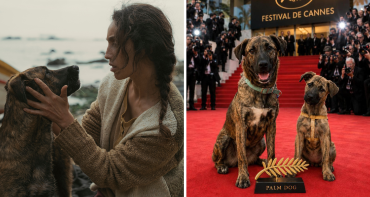 Yuri , perrita chilena rescatada que se ganó un Palm Dog Award en el Festival de Cannes