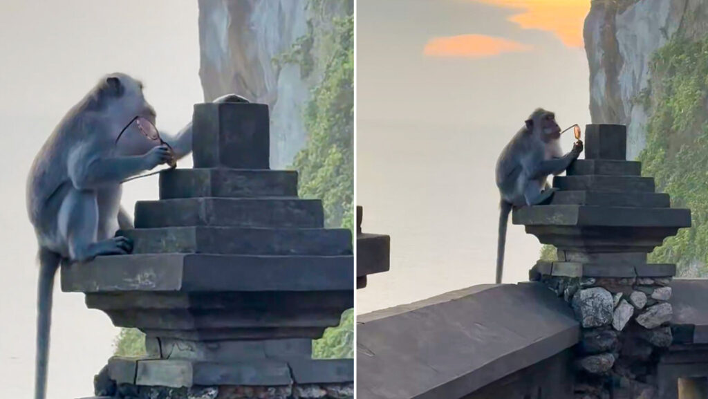 "Verdadera amenaza": Turista es víctima de peculiar robo en un templo de Bali (VIDEO)