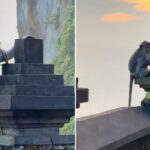 "Verdadera amenaza": Turista es víctima de peculiar robo en un templo de Bali (VIDEO)