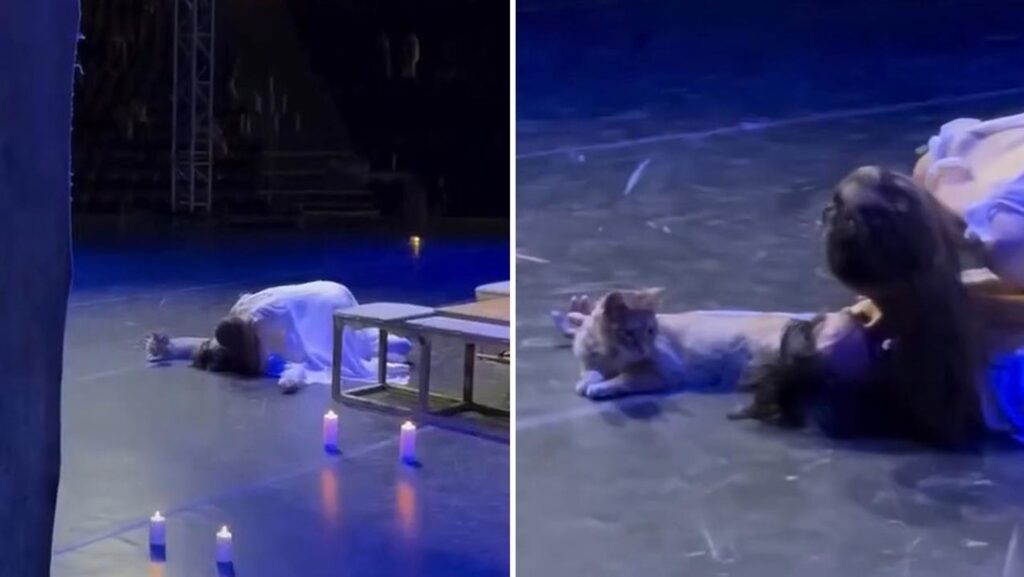De tragedia a comedia: un gato sabotea la muerte de Romeo y enloquece al público (VIDEO)