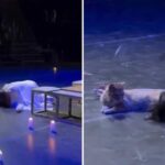 De tragedia a comedia: un gato sabotea la muerte de Romeo y enloquece al público (VIDEO)