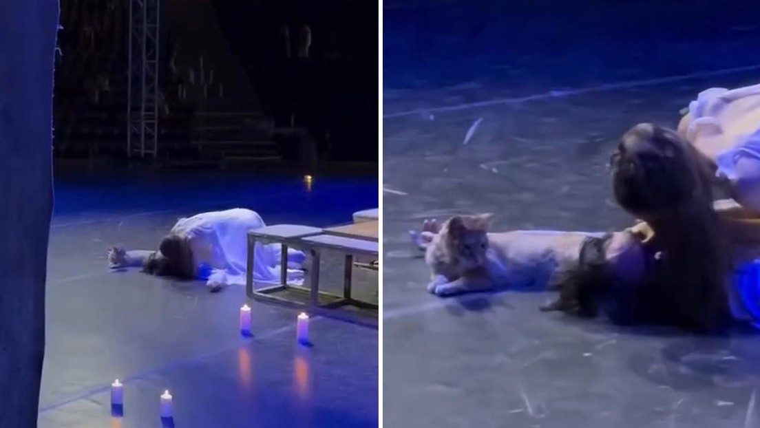 De tragedia a comedia: un gato sabotea la muerte de Romeo y enloquece al público (VIDEO)