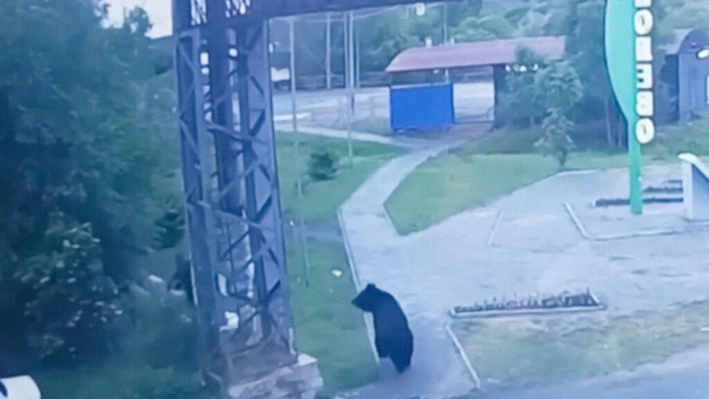 Oso de 'excursión' por barrios residenciales en Rusia aterroriza a un hombre (VIDEOS)
