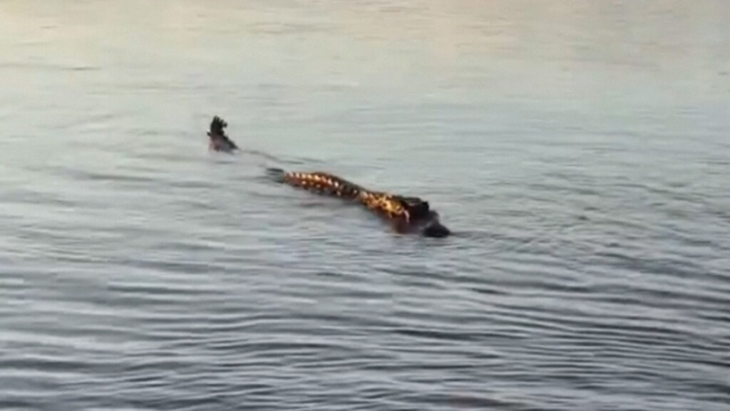 VIDEO: Un pescador llama por su nombre a un caimán y lo que sucede se hace viral
