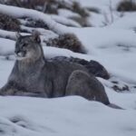 Invierno en Torres del Paine y la asombrosa cacería de los pumas en la nieve