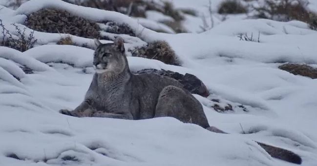 Invierno en Torres del Paine y la asombrosa cacería de los pumas en la nieve