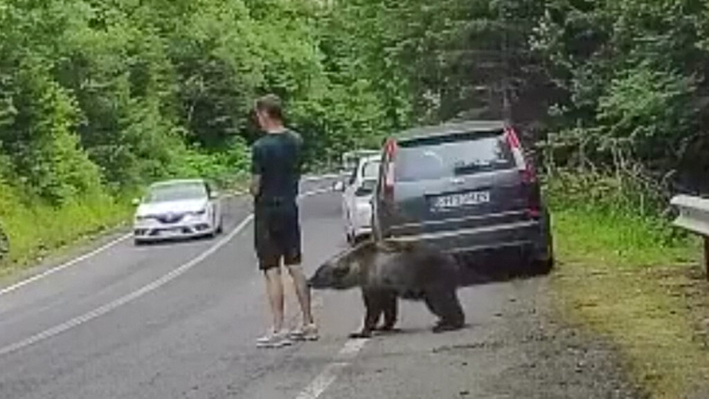 La insólita reacción de un hombre al ser mordido por un oso (VIDEO)
