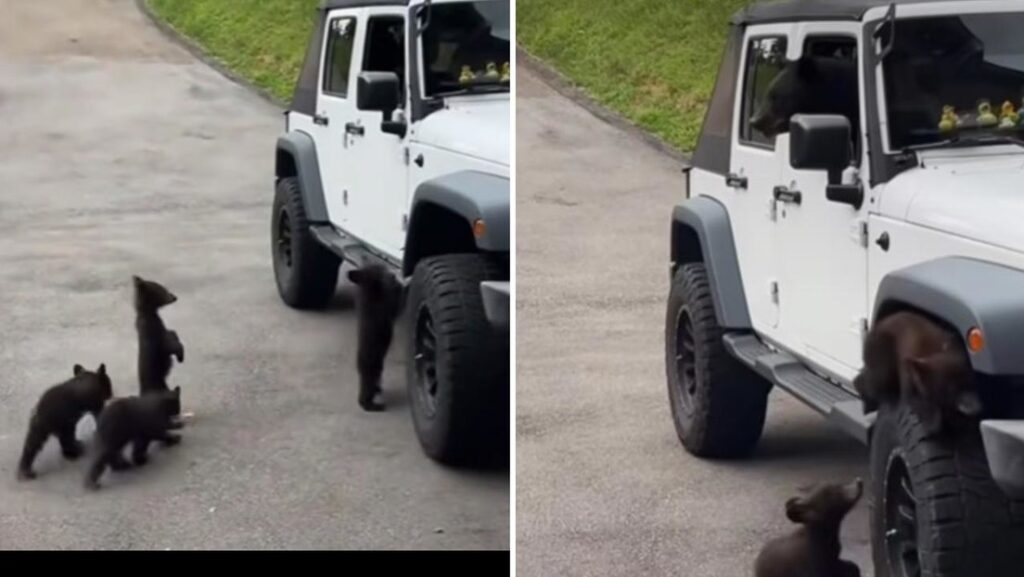 TIERNO VIDEO: Dejaron las ventanillas abiertas y una familia de osos se 'apodera' de su Jeep
