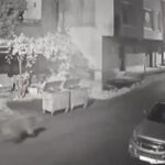 Un encuentro inesperado con una osa desata una huida de pánico (VIDEO)
