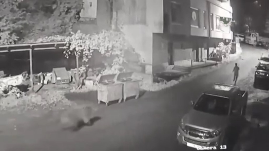 Un encuentro inesperado con una osa desata una huida de pánico (VIDEO)