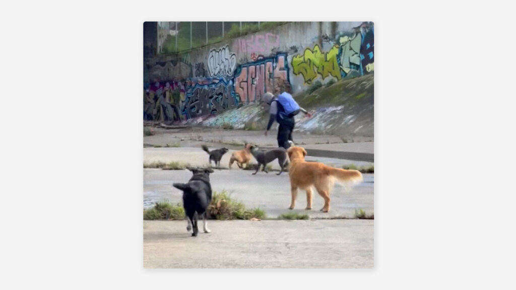 VIDEO: Jauría de perros persigue a un hombre que intentó agredir a dos mujeres