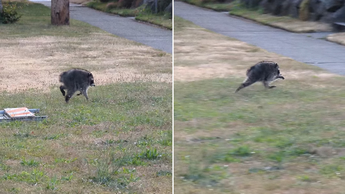 VIDEO: Un mapache de aspecto mutante se convierte en estrella en redes