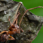 Descubren 6 hongos Cordyceps que convierten a hormigas en «zombis»