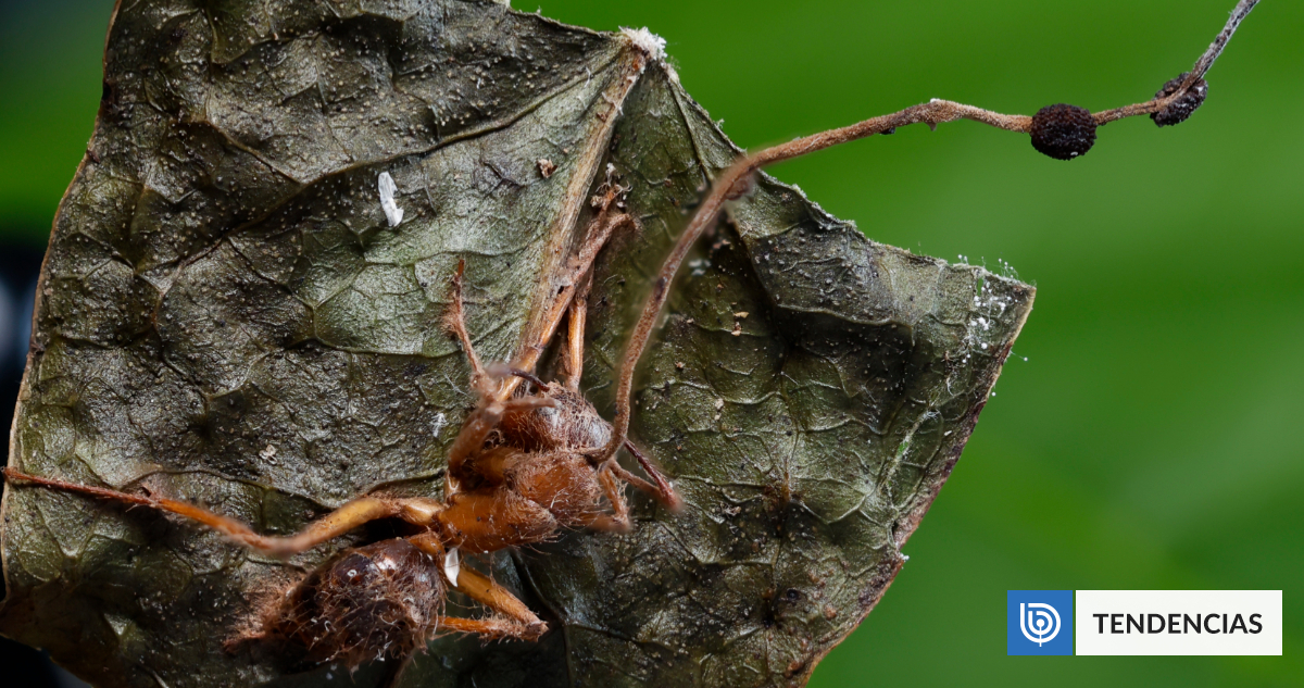 Descubren 6 hongos Cordyceps que convierten a hormigas en «zombis»