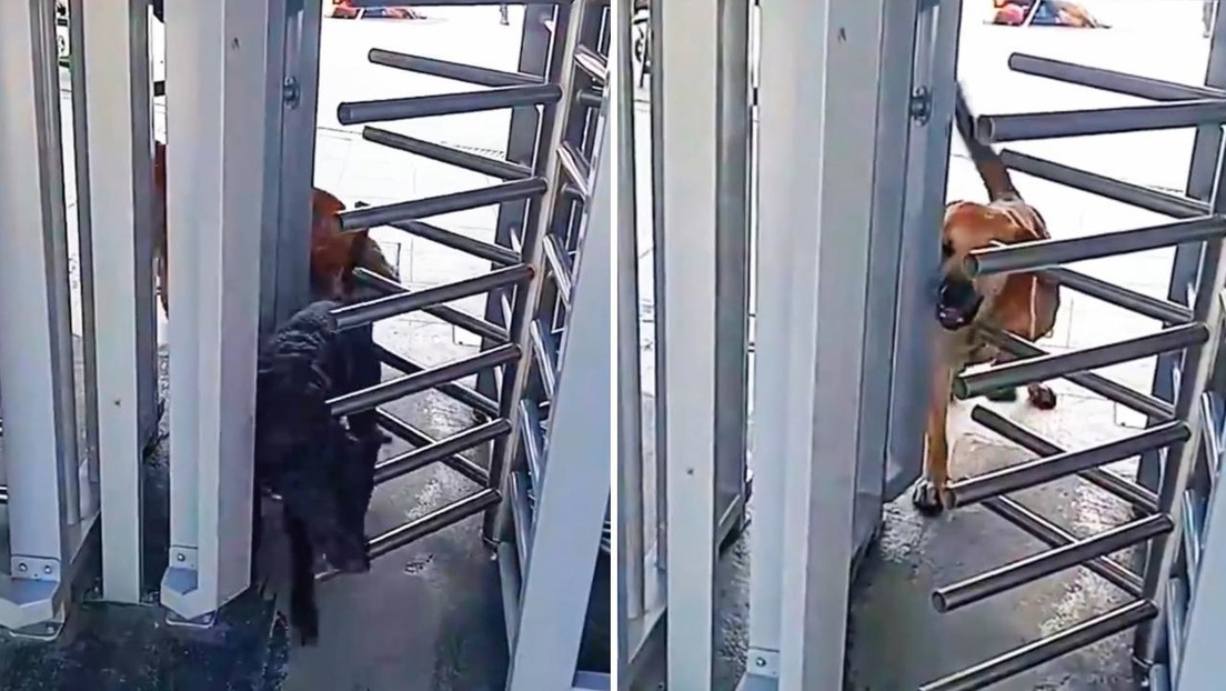 Dos perros se cuelan en un sistema de transporte y les dan una tierna 'sanción' (VIDEO)