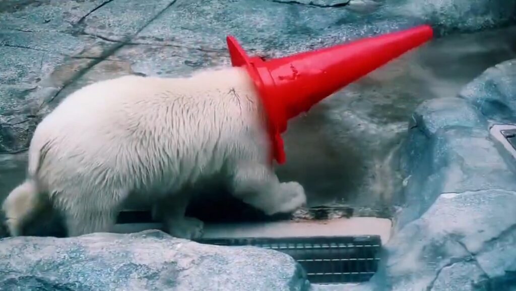 El video que necesitas ver hoy: un oso bebé intenta robar un cono de tráfico, pero su madre no está de acuerdo
