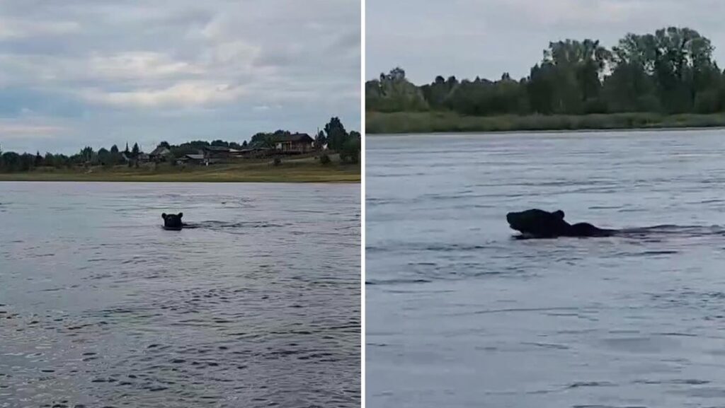 MOMENTO DE TERROR: Un hambriento y agresivo oso nada hacia un bote en busca de comida (VIDEO)