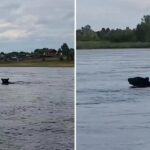 MOMENTO DE TERROR: Un hambriento y agresivo oso nada hacia un bote en busca de comida (VIDEO)