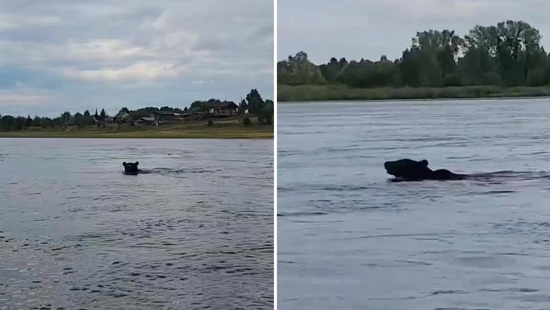 MOMENTO DE TERROR: Un hambriento y agresivo oso nada hacia un bote en busca de comida (VIDEO)