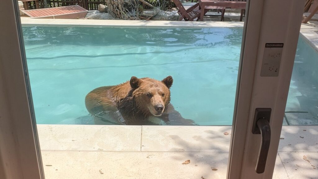 Oso negro se da un chapuzón inesperado en una piscina (VIDEO)