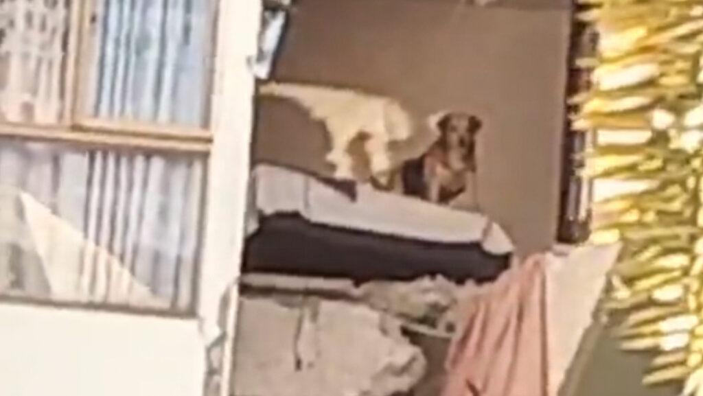 Perrito queda atrapado en un piso alto de un edificio afectado por el sismo en Colombia (VIDEO)