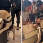 Tentación esponjosa: el inesperado y tierno desliz de un perro en pleno servicio (VIDEO)