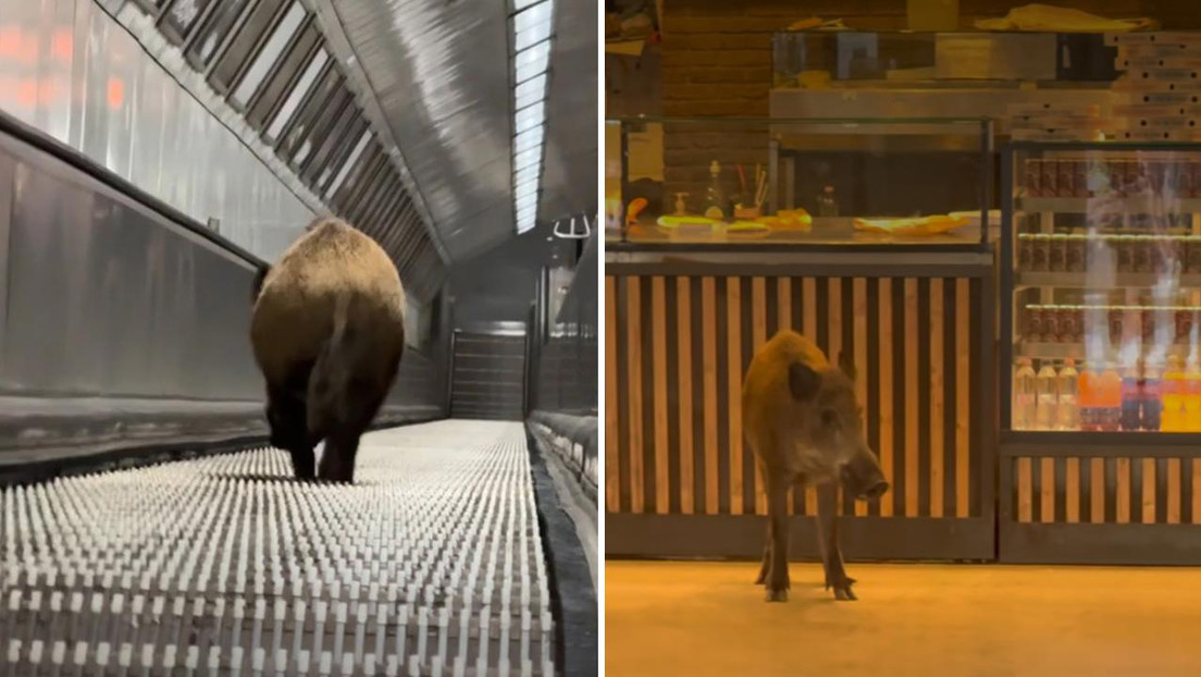 Un jabalí se cuela en el metro de una ciudad europea y desata un caos (VIDEO)