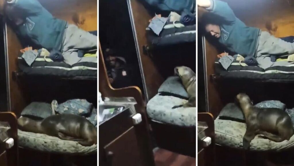 Un polizón se cuela en el camarote de una embarcación para tomar una siesta (VIDEO)